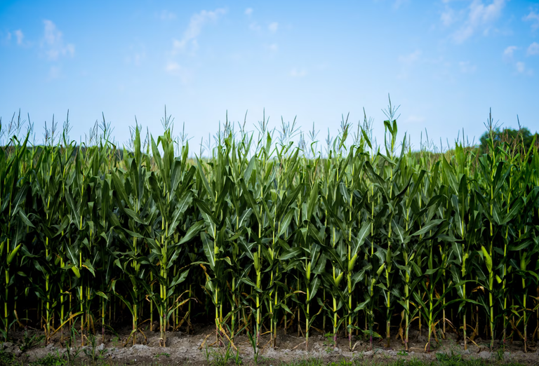 Ways to Improve Soil Health and Grain Storage on the Farm